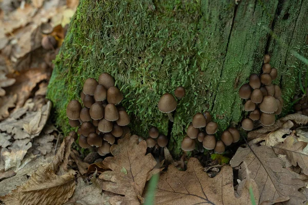 菌丝体 俗称丛生树冠或橡木树冠 是毒菌的近景 — 图库照片