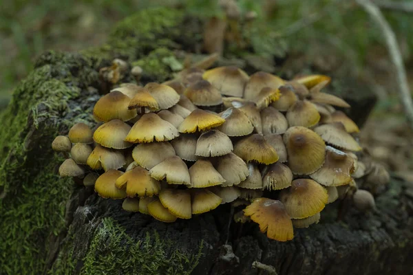 Makro Eines Pilzes Einer Morschen Baumrinde Coprinellus Micaceus Nahaufnahme Mit — Stockfoto