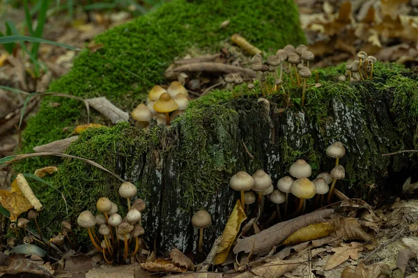 학명은 Coprinellus Disdisdisdisdiscatus 커다란 무리를 자라고 무리를 자라면서 이끼가 기생충증 — 스톡 사진