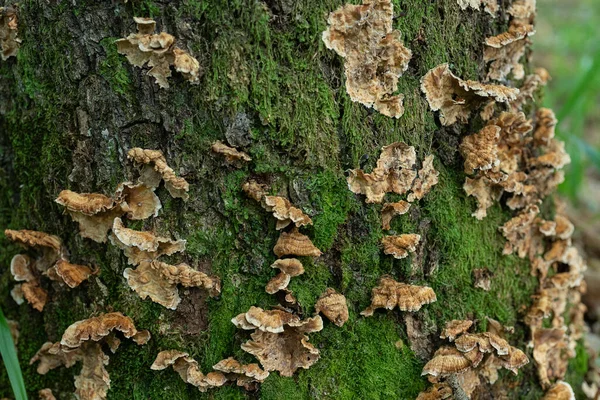 Zblízka Houbového Dřeva Shnilém Pařezu Chlupatý Závěs Crust Stereum Hirsutum — Stock fotografie