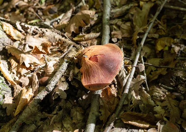 Primo Piano Fungo Staffa Fistola Hepatica Beefsteak Fungo Noto Anche — Foto Stock