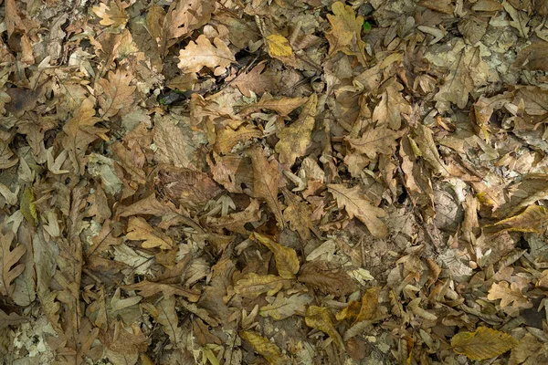 Alfombra Hojas Otoño Muchos Colores Amarillos Hojas Secas Otoño Para — Foto de Stock