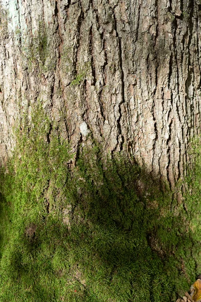 用苔藓长满的木头的质地 近距离观察 树上的苔藓和地衣树皮靠得很近 — 图库照片