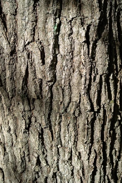 素朴な木の樹皮の質感の背景パターン デザインのための木のストリッパーテクスチャの抽象的な背景 — ストック写真