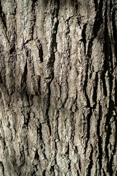 Struttura Della Corteccia Dell Albero Rustico Modello Sfondo Sfondo Astratto — Foto Stock