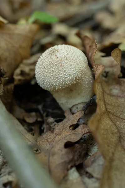 Lycoperdon Perlatum Обыкновенный Пуфик Осенью Опавшие Листья Макро Вид Сверху — стоковое фото