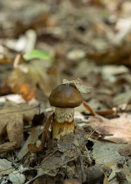 在森林地面上长着叶子的吸虫假象 最常见的蘑菇 — 图库照片