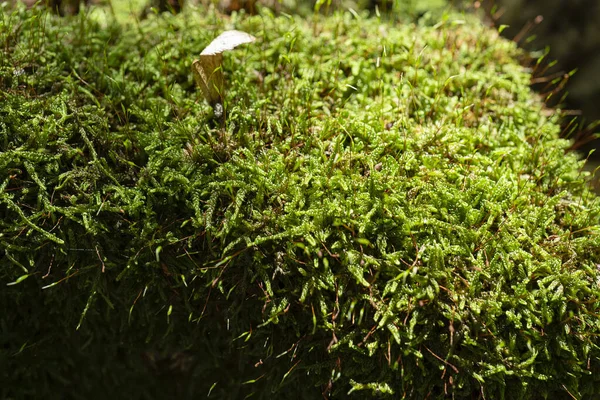 树根上有苔藓或树干上有苔藓 绿苔树皮 — 图库照片