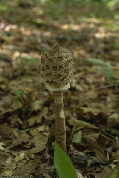 云杉森林中的蘑菇大豆科植物 被称为阳伞蘑菇 生长在地面上的野生蘑菇 近距离观察 — 图库照片
