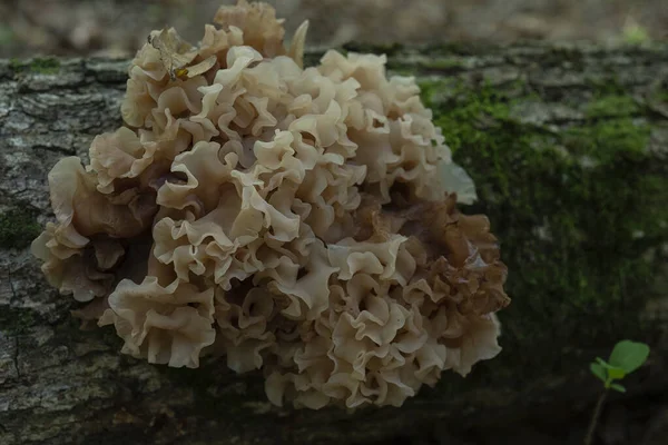 크리스 Sparassis Crispa 플라워 버섯으로 알려져 버섯으로 알려진 의학용 버섯이다 — 스톡 사진