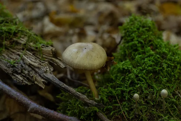 金银花是一种不可食用的蘑菇 是一张精美的照片 浅褐色的白色在棕色的木制树皮上 背景是苔藓 — 图库照片
