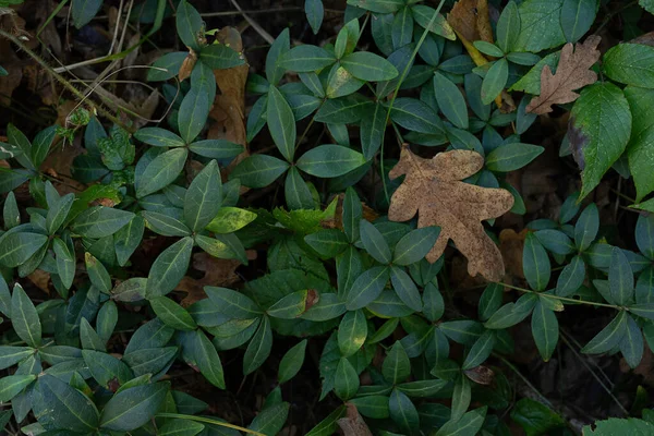 Vinca Minor Plant Com Pequenas Folhas Verdes Cobertura Popular Solo — Fotografia de Stock