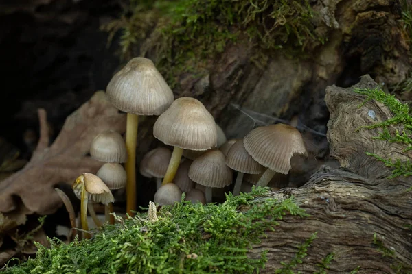 Família Amigável Cogumelos Com Pernas Finas Capota Agrupada Fundo Verde — Fotografia de Stock