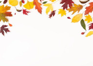 Doğa sezonu ve botanik kavramı - beyaz arka planda farklı kurumuş sonbahar yapraklarının yatay çerçevesi