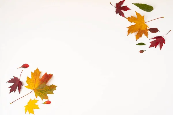 Herfst Gevallen Gekleurde Bladeren Witte Achtergrond Met Kopieerruimte Heldere Gevallen — Stockfoto