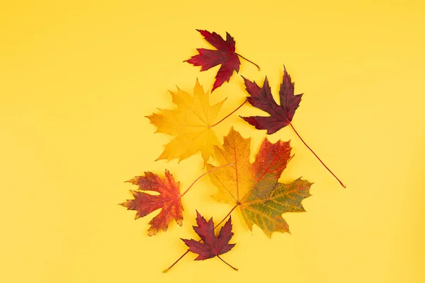 Kleurrijke Herfstbladeren Geïsoleerd Een Gele Achtergrond Rode Gele Esdoorn Bladeren — Stockfoto