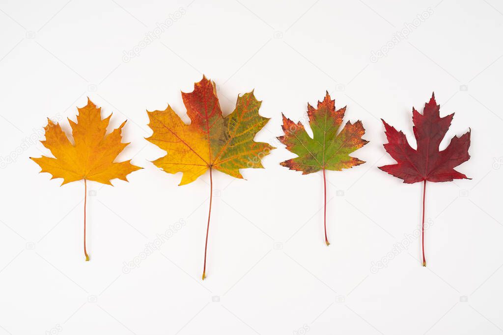 Colorful fallen leaves forming round frame for promotion on white background, copy space. Colorful autumn leaves