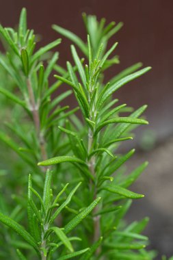 Taze Rosemary Herb dışarıda yetişiyor. Biberiye bitkisi bahçe makrosu yakın görüş