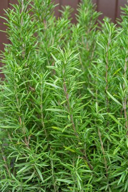 Sepet içinde biberiye, biberiye arkaplan. Biberiye bitkisinin büyümesine yakın. Mutfak ve aroma baharatları için baharat.