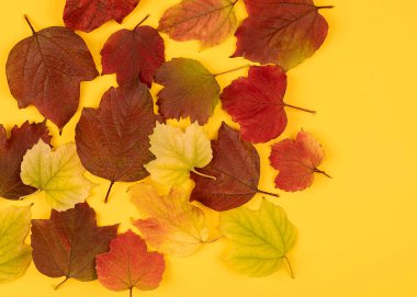 Sarı arka planda düz, renkli sonbahar yaprakları. Mevsimsel konsept. Yaratıcı sezon arkaplanı