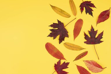 Sarı arka planda renkli sonbahar yaprakları deseni. Düz yerde, üst tarafta. Sonbahar havası. Metin için alanı kopyala