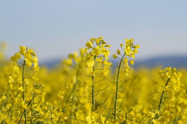 Güzel sarı çiçekler tarlada