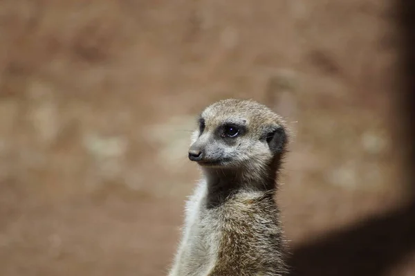 Close Van Een Meerkat Dierentuin — Stockfoto