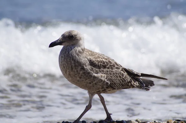 Gaivota Praia — Fotografia de Stock