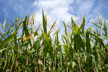 Mavi gökyüzü ile yeşil mısır tarlası