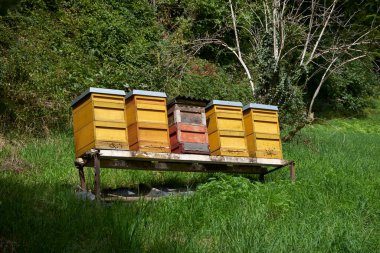 Bahçede bir arı kovanı