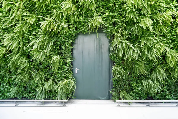 Grön Dörr Bakgrunden Väggen Med Gröna Växter — Stockfoto