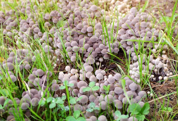 Flachbild Mit Vielen Pilzen Waldatmosphäre — Stockfoto