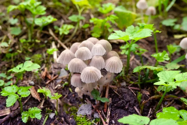 低角度拍摄显示许多蘑菇在森林的氛围中 — 图库照片