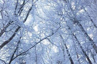 Soğuk bir günde kardaki ağaçlar