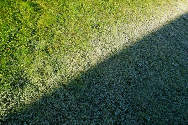 冬天花园里结冰的草 早晨结冰的草 花园里结霜的草 — 图库照片