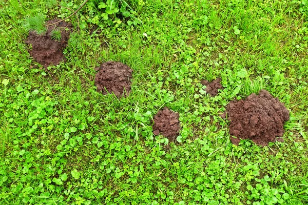 Wormholes Green Grass Mole Dug Lawn Front House — Stock Photo, Image