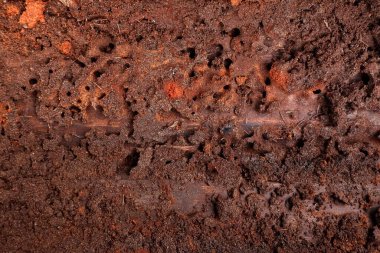 Tahta duvarda yuva termitinin arkaplanı ve dokusu