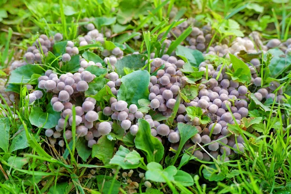 Schöne Nahaufnahme Von Waldpilzen Gras Herbstzeit Kleine Frische Pilze Die — Stockfoto