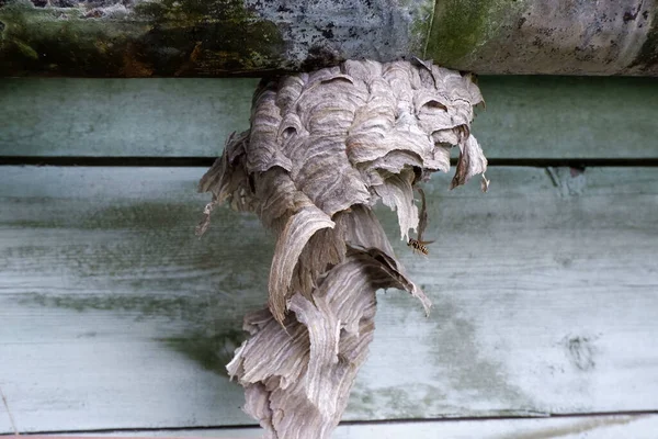 Large Hornet Nest Has Been Destroyed Rain Wind — Stock Photo, Image
