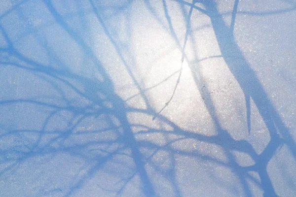 Umbre Copac Sticlă Îngheț Într Dimineață Înghețată — Fotografie, imagine de stoc