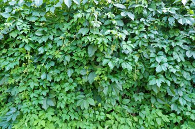 Vahşi üzümlerle sarmalanmış eski bir pergola. 