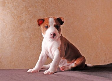 Yavru köpek kahverengi yatakta oturuyor.