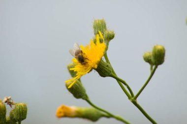 Uzun ömürlü dişi devedikeni, seçici bir odak noktasıyla yakın plan görünümünde uç
