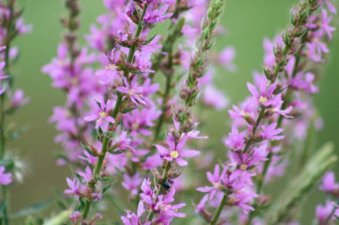 Mor gevşeklik çiçek açıcı yakın plan görünümde ve seçici ön plan odaklı