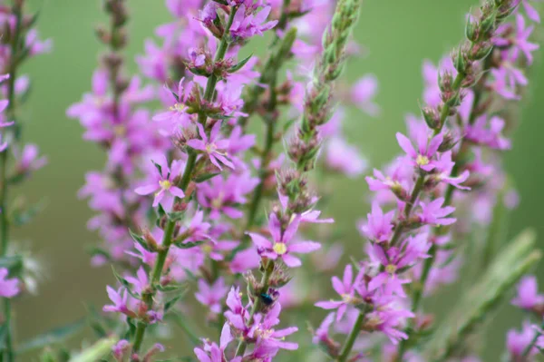 Mor gevşeklik çiçek açıcı yakın plan görünümde ve seçici ön plan odaklı