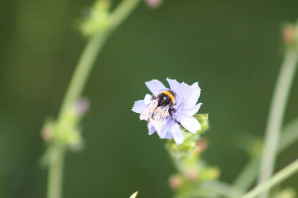 Bijen Gemeenschappelijke Cichorei Close Uitzicht Met Groene Wazig Achtergrond — Stockfoto