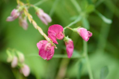 Çiçek açan tüberküloz bezelye ön planda seçici bir odak ile yakın plan görüntüsü