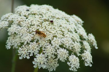 Yabani havuç kabartması üzerine arı ön plana seçici bir şekilde odaklanmış yakın plan görüntüsü
