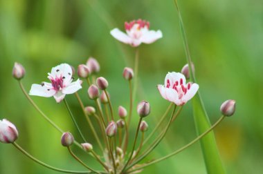 Bulanık arkaplanı olan çiçek açan yakın plan görüntüsü