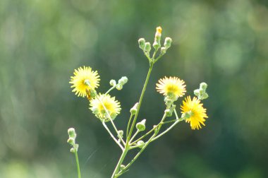 Bulanık arkaplan ve yakın plan çiçek açan daimi dişi domuz.